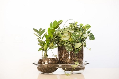 Benefits of Bottom Watering your Plants