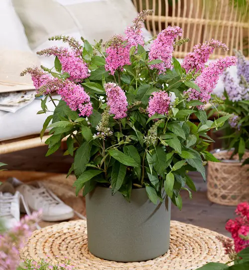 Herbs with Pink Flowers