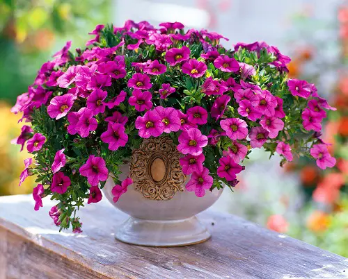 Pink Flower Types for a Garden 