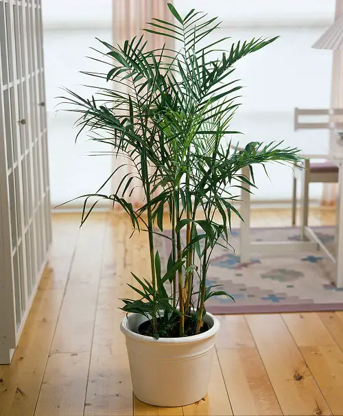 bamboo palm that Bring Wealth in Home