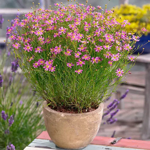 Types of Pink Flowers for Garden in pot