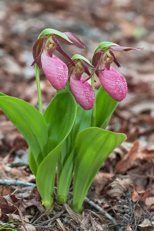 Pink Flower Types for a Garden