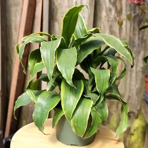 Best Dracaena Varieties for Indoors 25