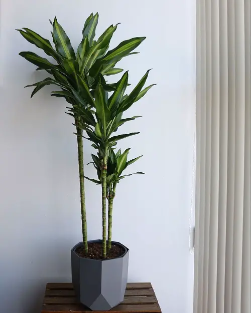36 Best Dracaena Varieties for Indoors | Types of Dracaena Houseplants 16
