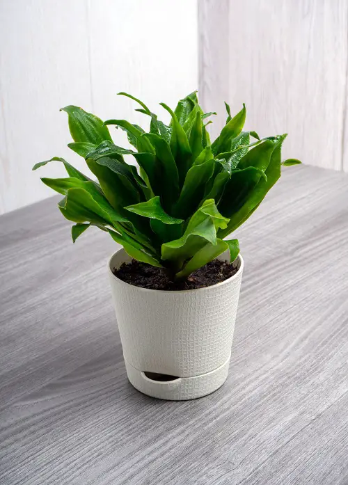 36 Best Dracaena Varieties for Indoors | Types of Dracaena Houseplants 17