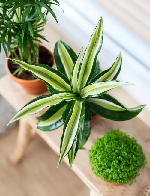 Best Dracaena Varieties for Indoors33