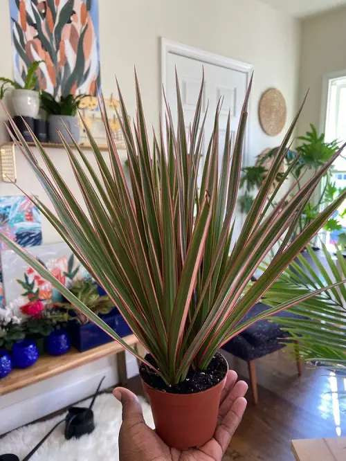 Best Dracaena Varieties for Indoors 29