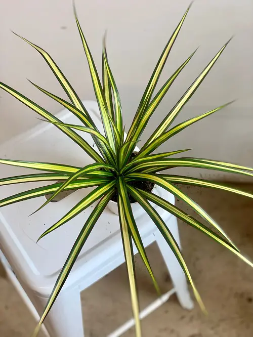 36 Best Dracaena Varieties for Indoors | Types of Dracaena Houseplants 18