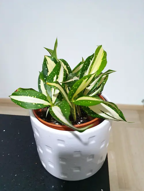 Best Dracaena Varieties for Indoors 27