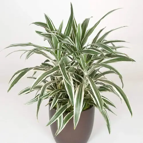 Best Dracaena Varieties for Indoors 19