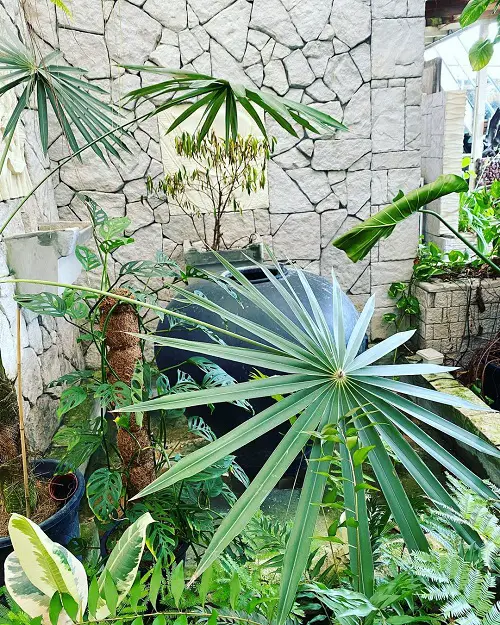 best Indoor Low Light Palms That Don't Need the Sun