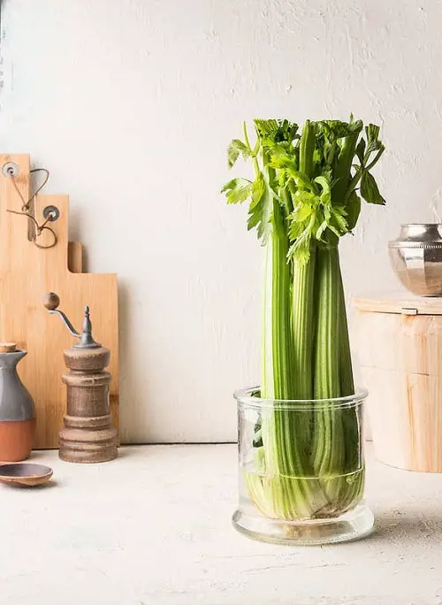 Growing Celery in Water 22