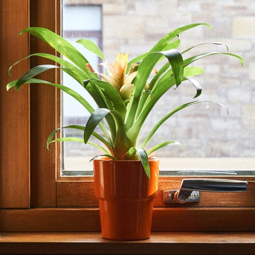Indoor Bromeliad Pictures 9