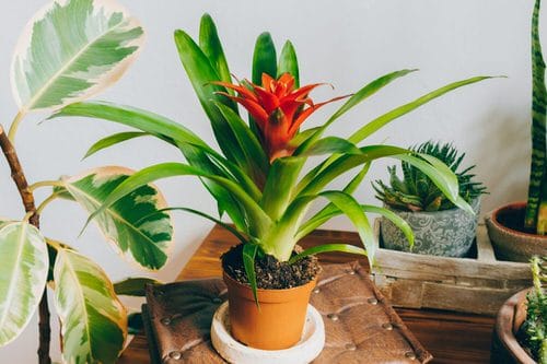 Indoor Bromeliad Pictures 10