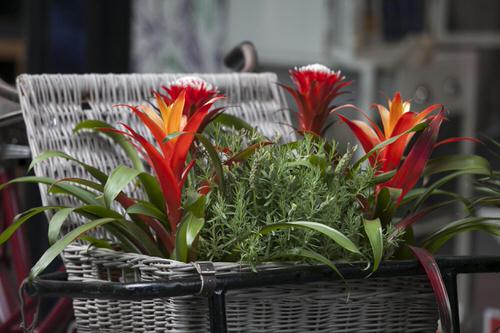 Indoor Bromeliad Pictures 11