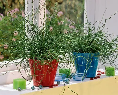 Plants for Fillers in Gardens and Homes