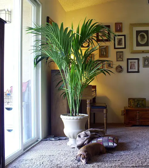 Indoor Palms That Don't Need Sunlight: Low Light Variations 