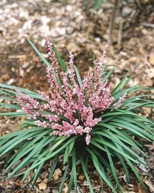 Different Kinds of Pink Garden Flowers 