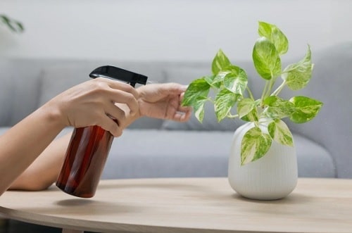 Marble Queen Pothos Care 2