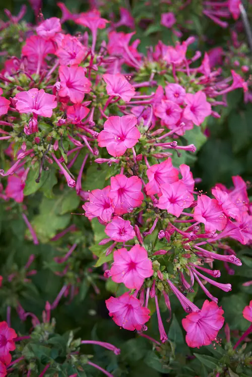 Kinds of Pink Garden Flowers 