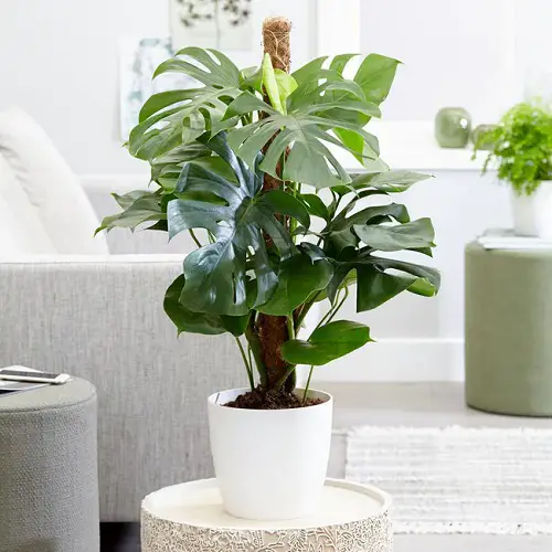 split leaf money plant that Bring Wealth in Home