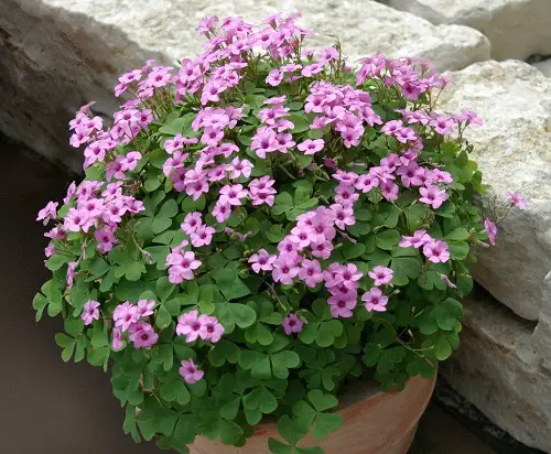 Pink Flowers for Garden 1