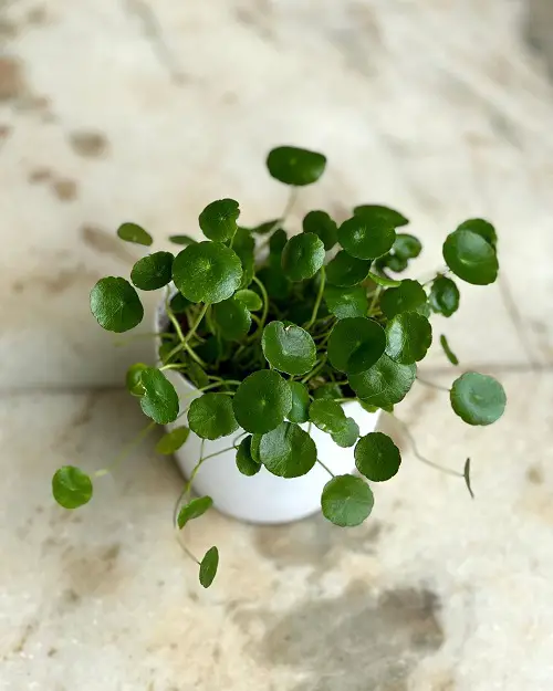 pennywort that Bring Wealth in Home