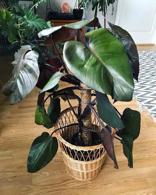 philodendron royal queen plant in pot