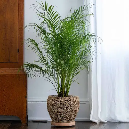 Indoor Low Light Palms Without Sunlight Requirement 