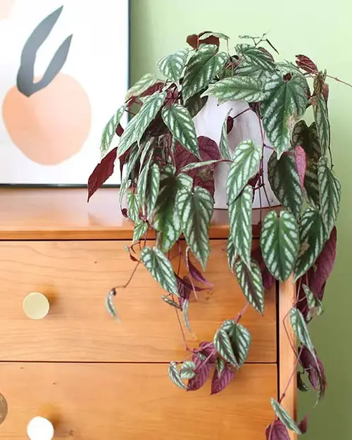 Rex begonia vine in pot