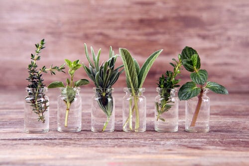 Herbs to Root from Grocery Store Cuttings