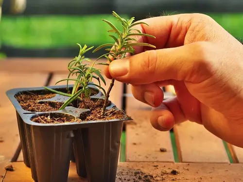 Using Aloe Vera as Rooting Hormone