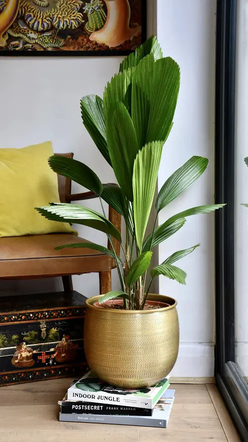 Indoor Low Light Palms That Don't Need the Sun