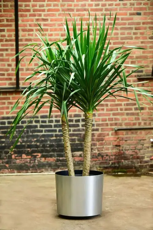 Best Dracaena Varieties for Indoors 35