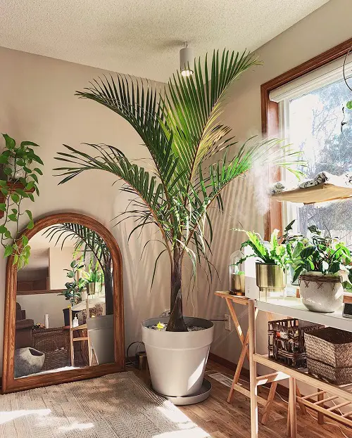 Indoor Low Light Palms That Don't Need the Sun
