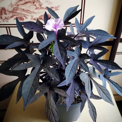 Sweet Caroline Purple vine in pot