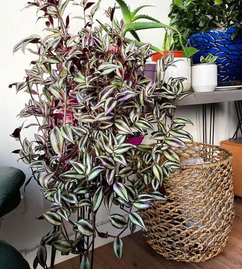 wandering jew tradescantia zebrina indoors