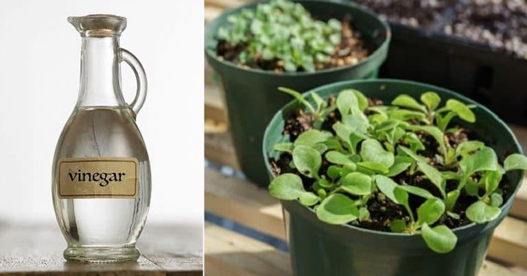How Vinegar Improves Seed Germination (Proven by Science) How Vinegar Improves Seed Germination (Proven by Science)