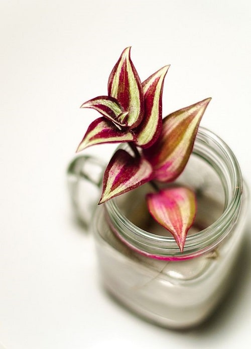 Propagating Wandering Jew in Water 2