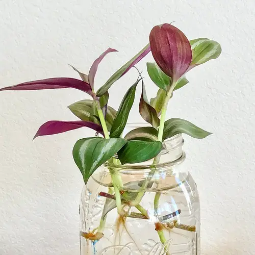 Propagating Wandering Jew in Water