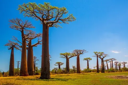 What is Baobab