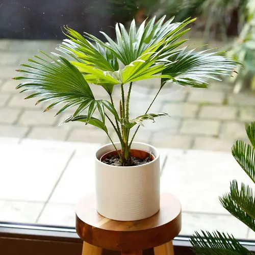 Amazing Indoor Low Light Palms Without Sunlight Requirement 