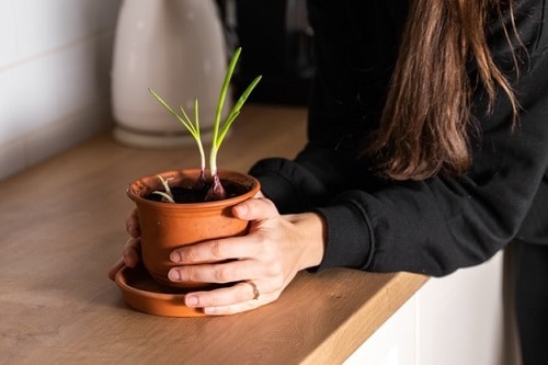 Supermarket Herbs That You Can Grow