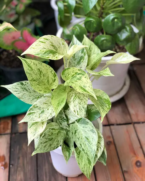 marble prince money plant that Bring Wealth in Home