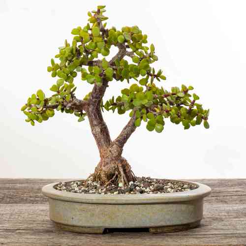 Indoor Bonsai Pictures