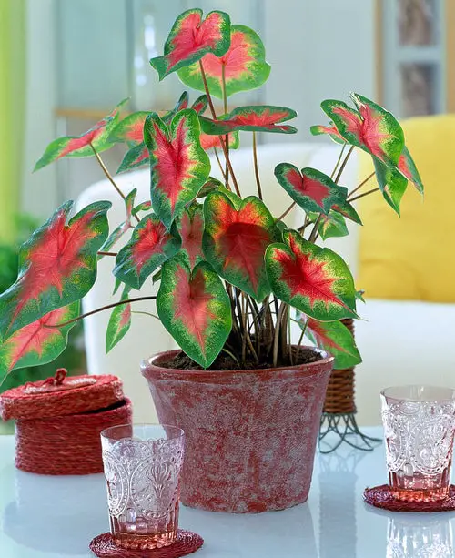 Best Foliage Plants for Containers