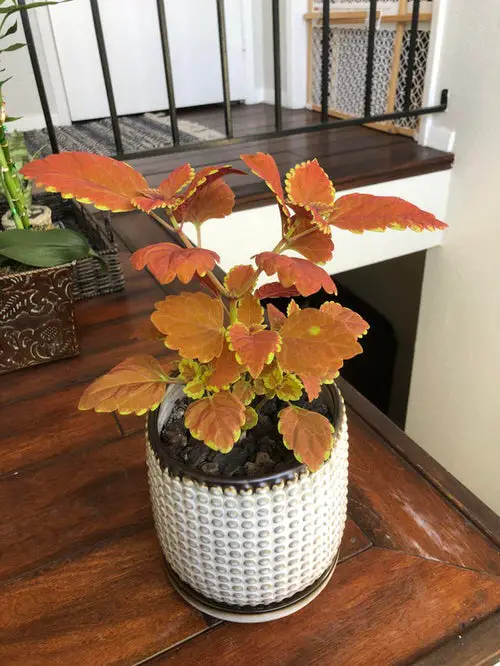 Indoor Coleus Pictures