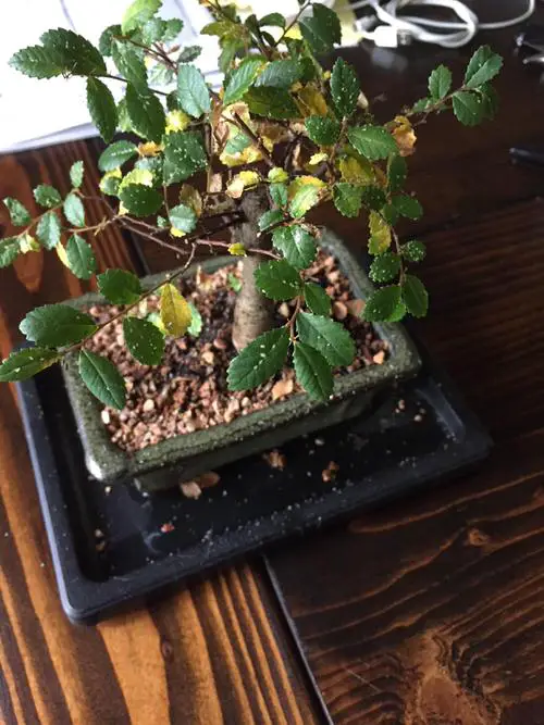 Aphids on Indoor Plants 1