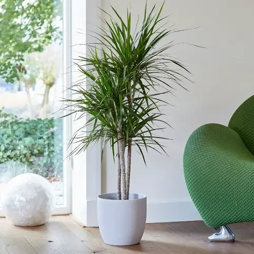 Most Popular Dracaena Varieties for Indoor Growing