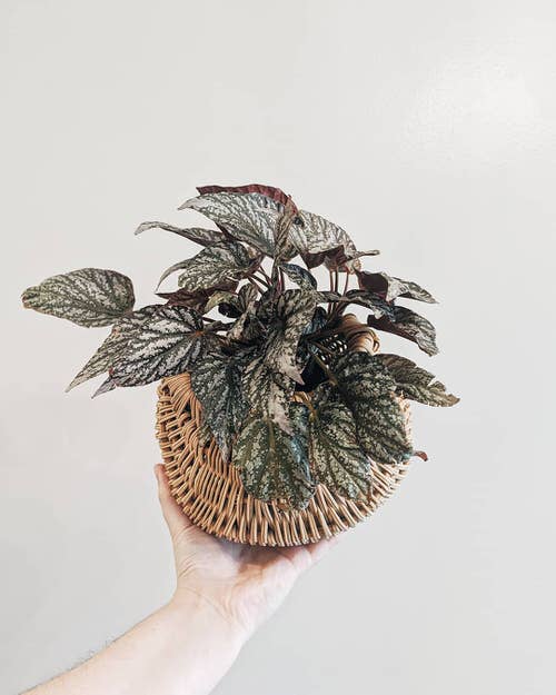 Types of Rex Begonia